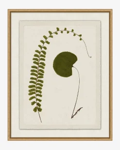 Botanical Pressings II|Art Headquarters, LLC DBA Wendover Art Group DBA Kevin O'Brien Studio Discount