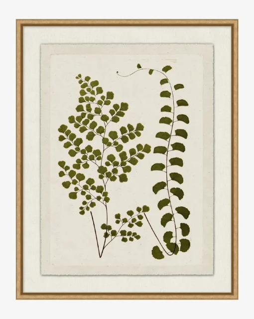 Botanical Pressings III|Art Headquarters, LLC DBA Wendover Art Group DBA Kevin O'Brien Studio New