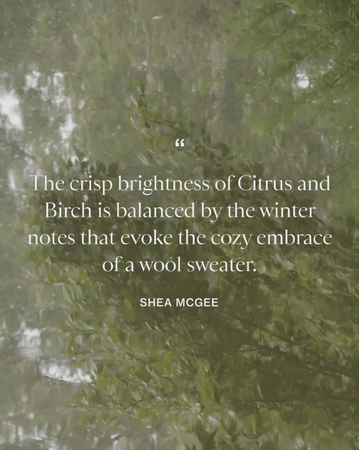 Citrus & Birch Hand Lotion|Linnea's Lights Online