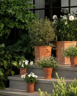 Dempsey Terracotta Pot|UCP INTERNATIONAL COMPANY LIMITED Sale