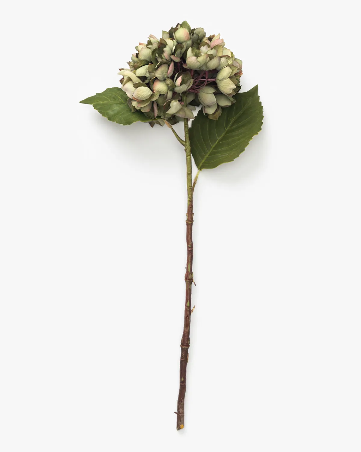 Green Hydrangea Stem|Abigail Ahern Ltd Sale