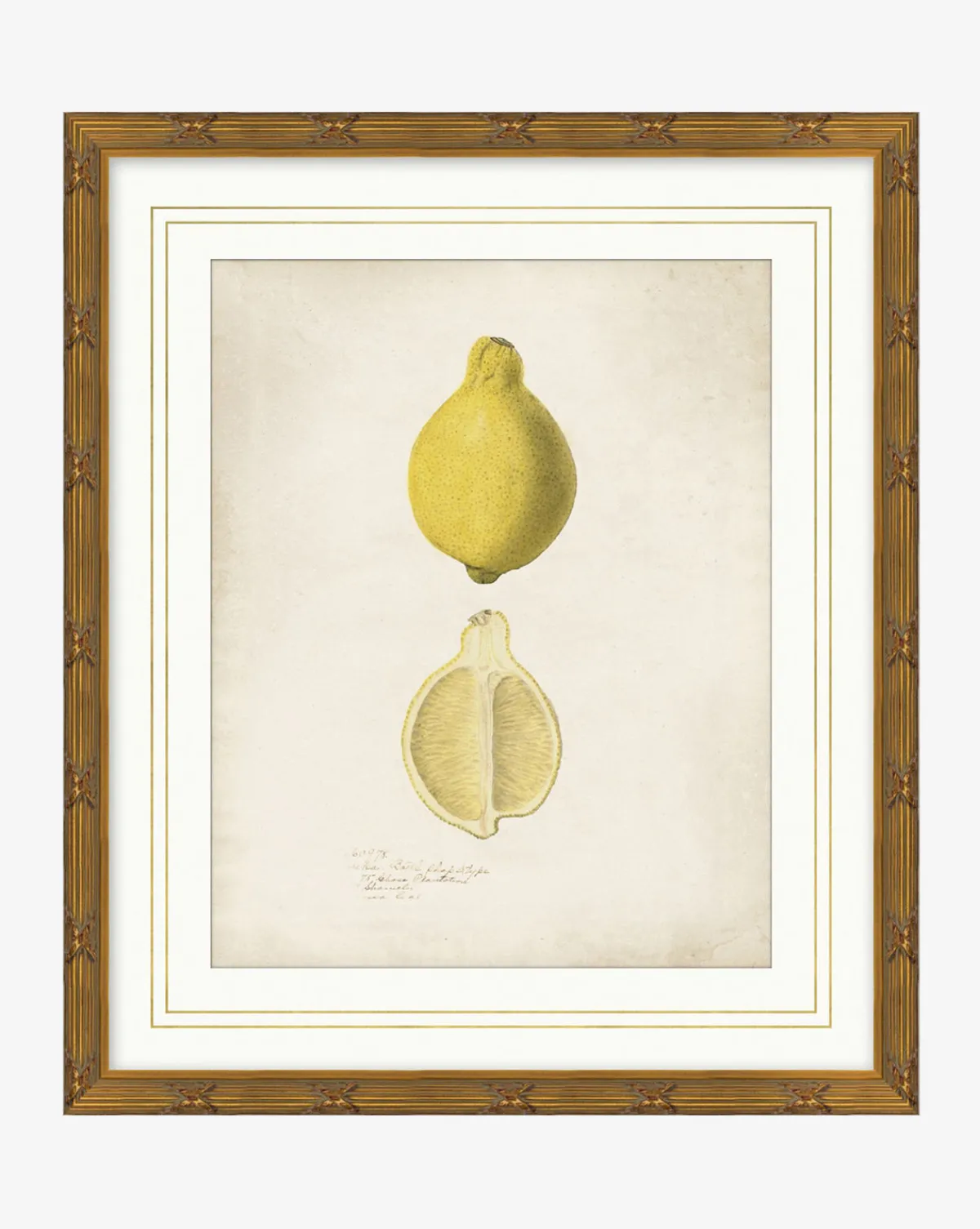 Lemon Study|Art Headquarters, LLC DBA Wendover Art Group DBA Kevin O'Brien Studio Outlet