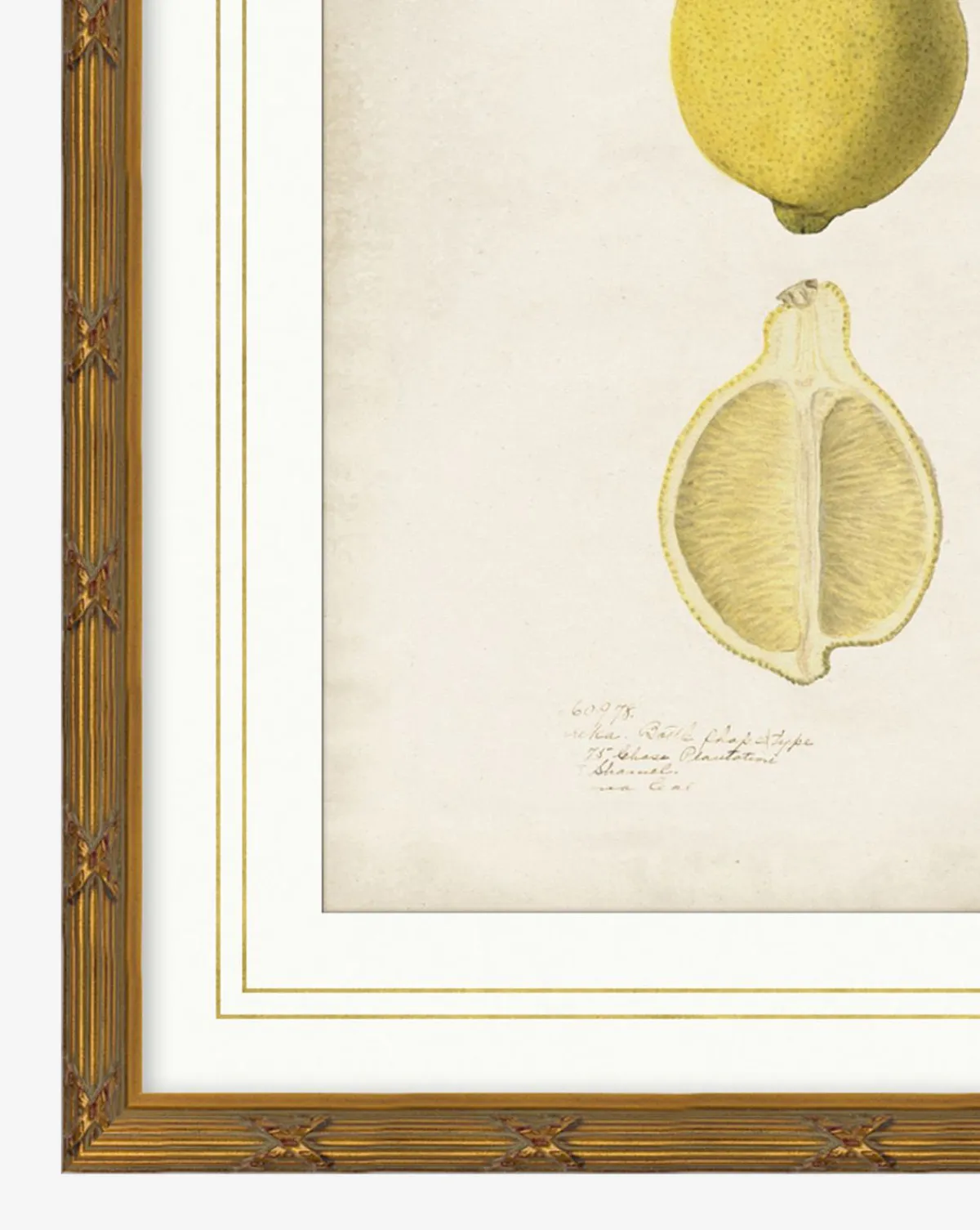 Lemon Study|Art Headquarters, LLC DBA Wendover Art Group DBA Kevin O'Brien Studio Outlet