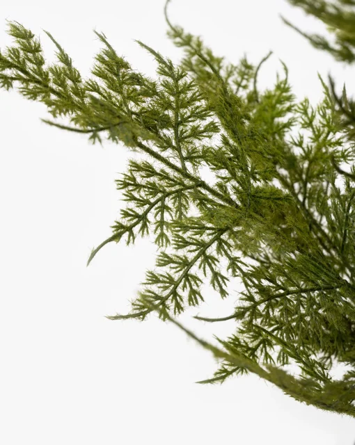 Plumosa Fern Drop-In|Napa Home & Garden Clearance