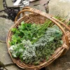 Rattan Gardening Tray|CV. WIDHI ASIH BALI EXPORT New