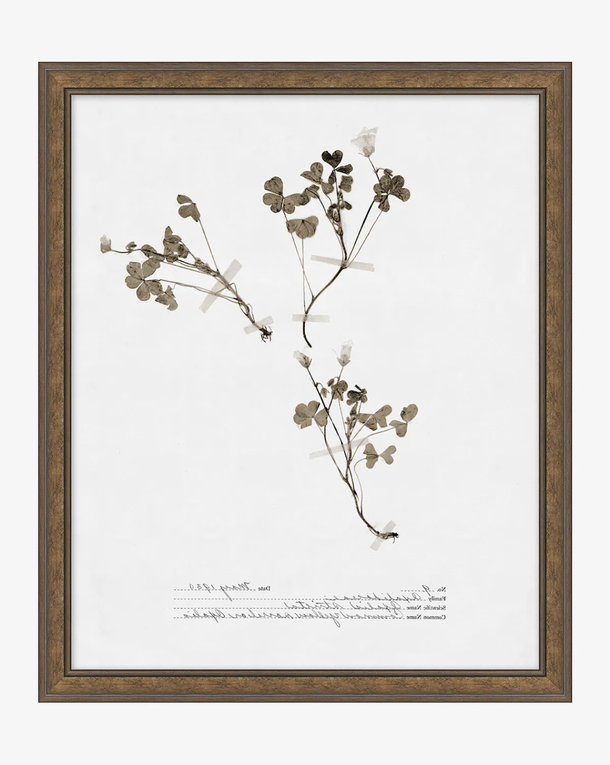 Subdued Botanicals I|Art Headquarters, LLC DBA Wendover Art Group DBA Kevin O'Brien Studio Best