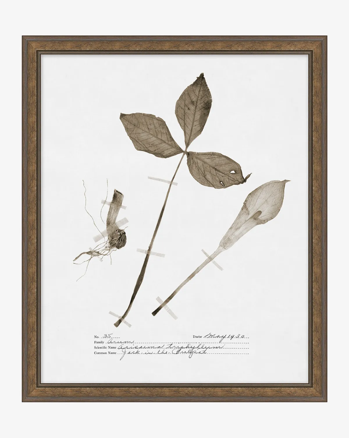 Subdued Botanicals III|Art Headquarters, LLC DBA Wendover Art Group DBA Kevin O'Brien Studio New