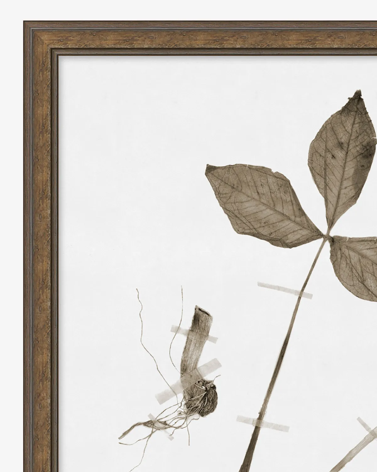 Subdued Botanicals III|Art Headquarters, LLC DBA Wendover Art Group DBA Kevin O'Brien Studio New